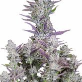 WEDDING GLUE AUTO - 420 FASTBUDS